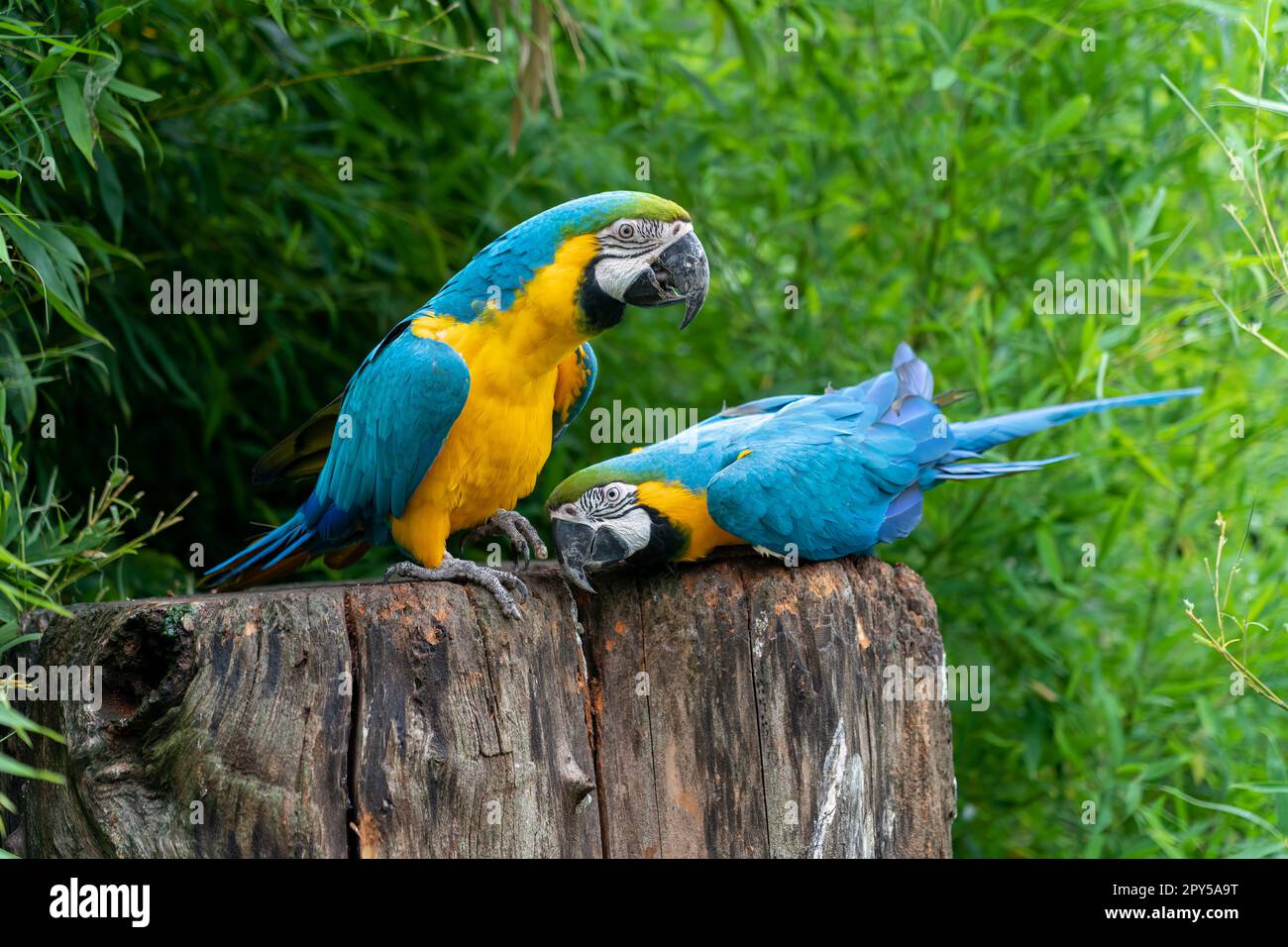 blue-and-yellow macaw Stock Photo