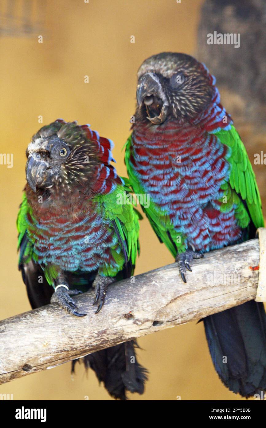 Hawk Headed Parrot Hi res Stock Photography And Images Alamy hawk-headed-parrot-hi-res-stock-photography-and-images-alamy