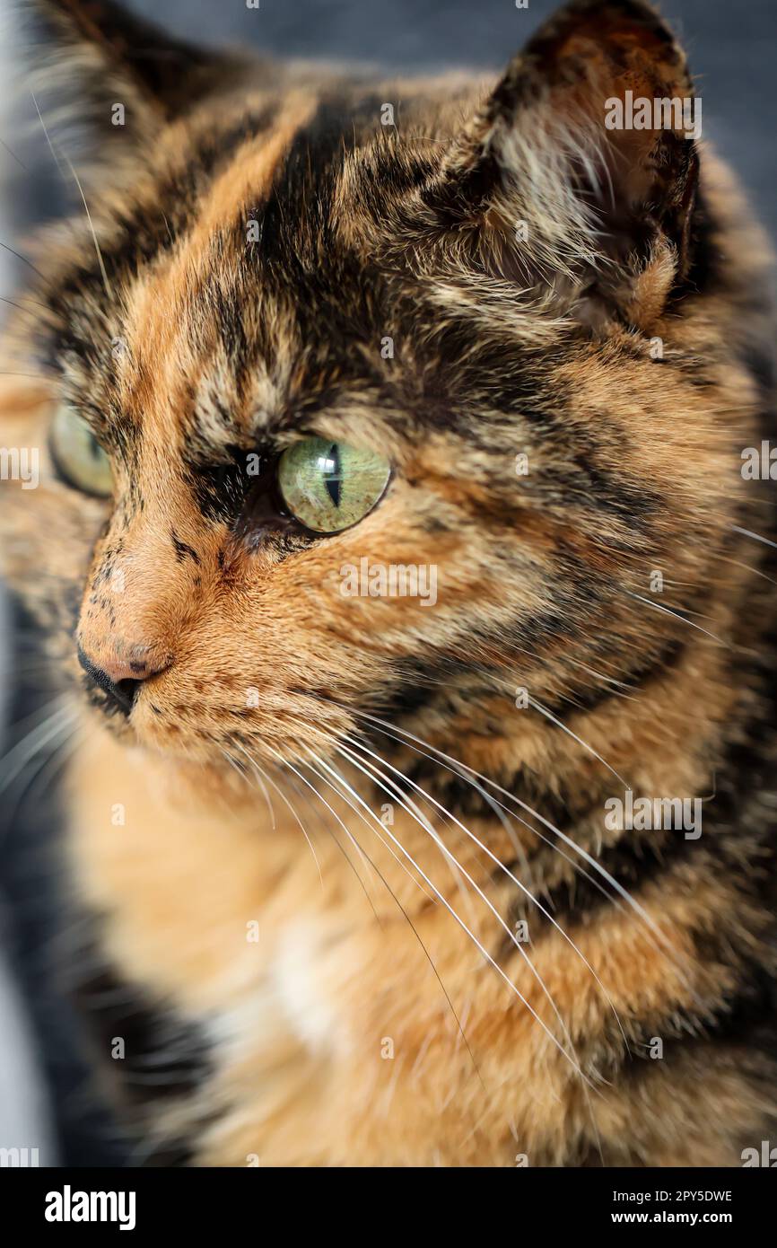 Cute friendly golden cat looking upwards Stock Photo - Alamy