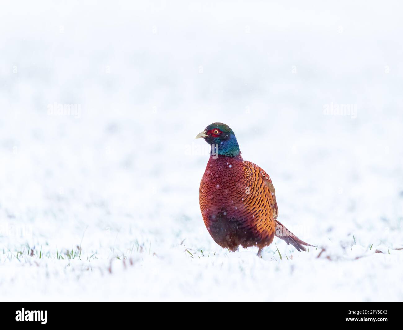 Male ring necked pheasant in winter Stock Photo