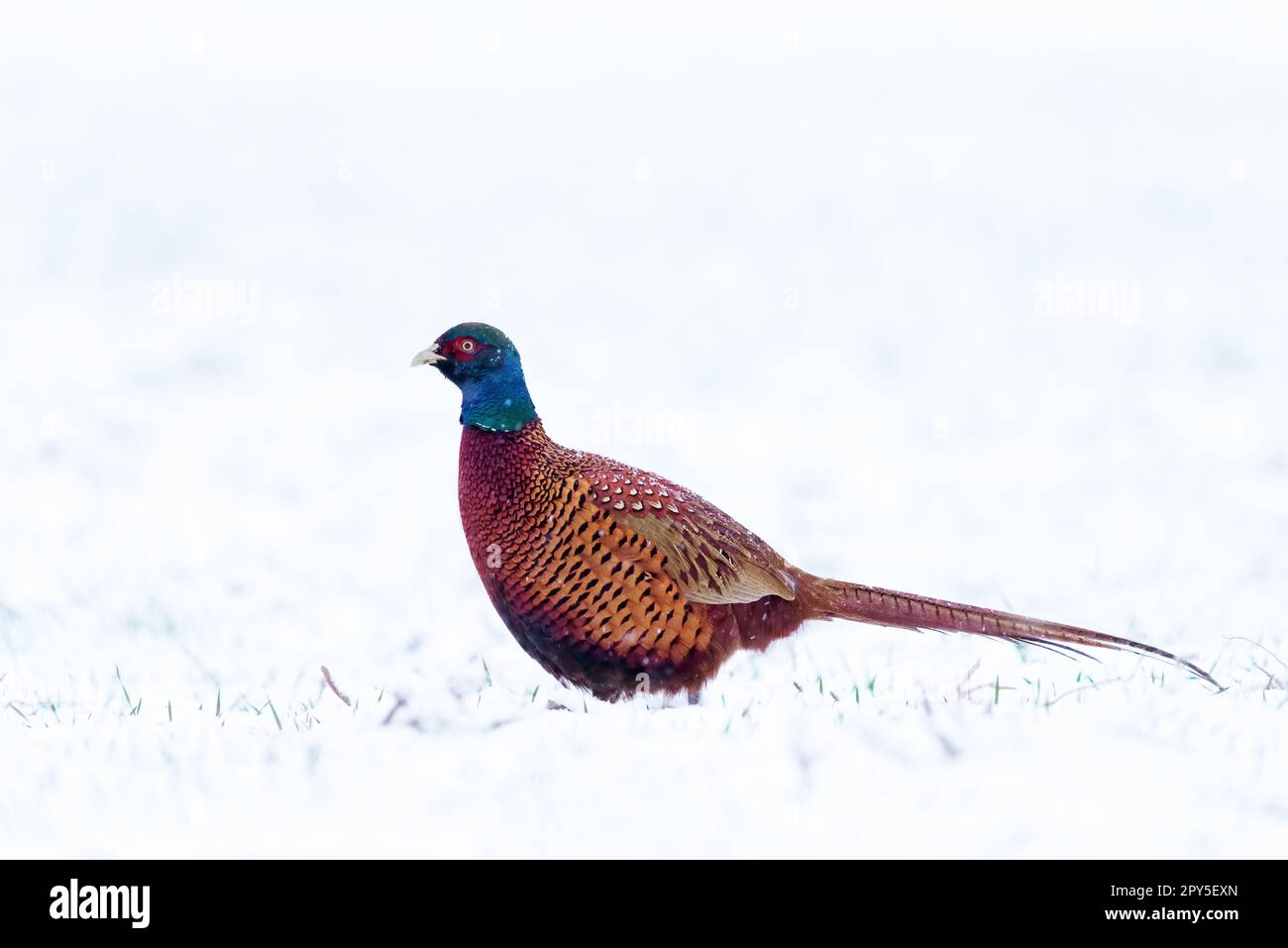 Male ring necked pheasant in winter Stock Photo