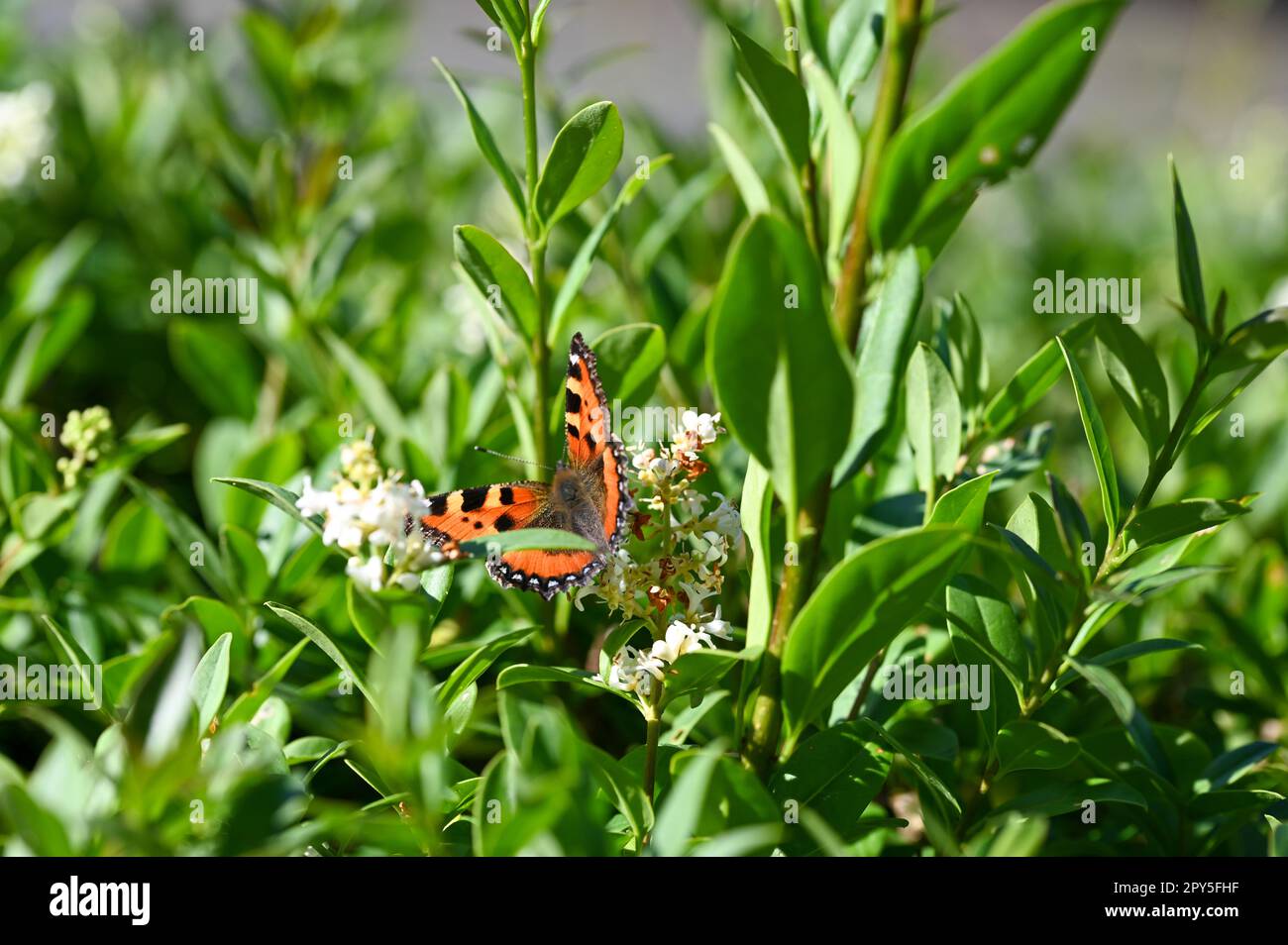 Py Butterfly Little tortoiseshell butterfly on plant in nature Stock Photo - Alamy
