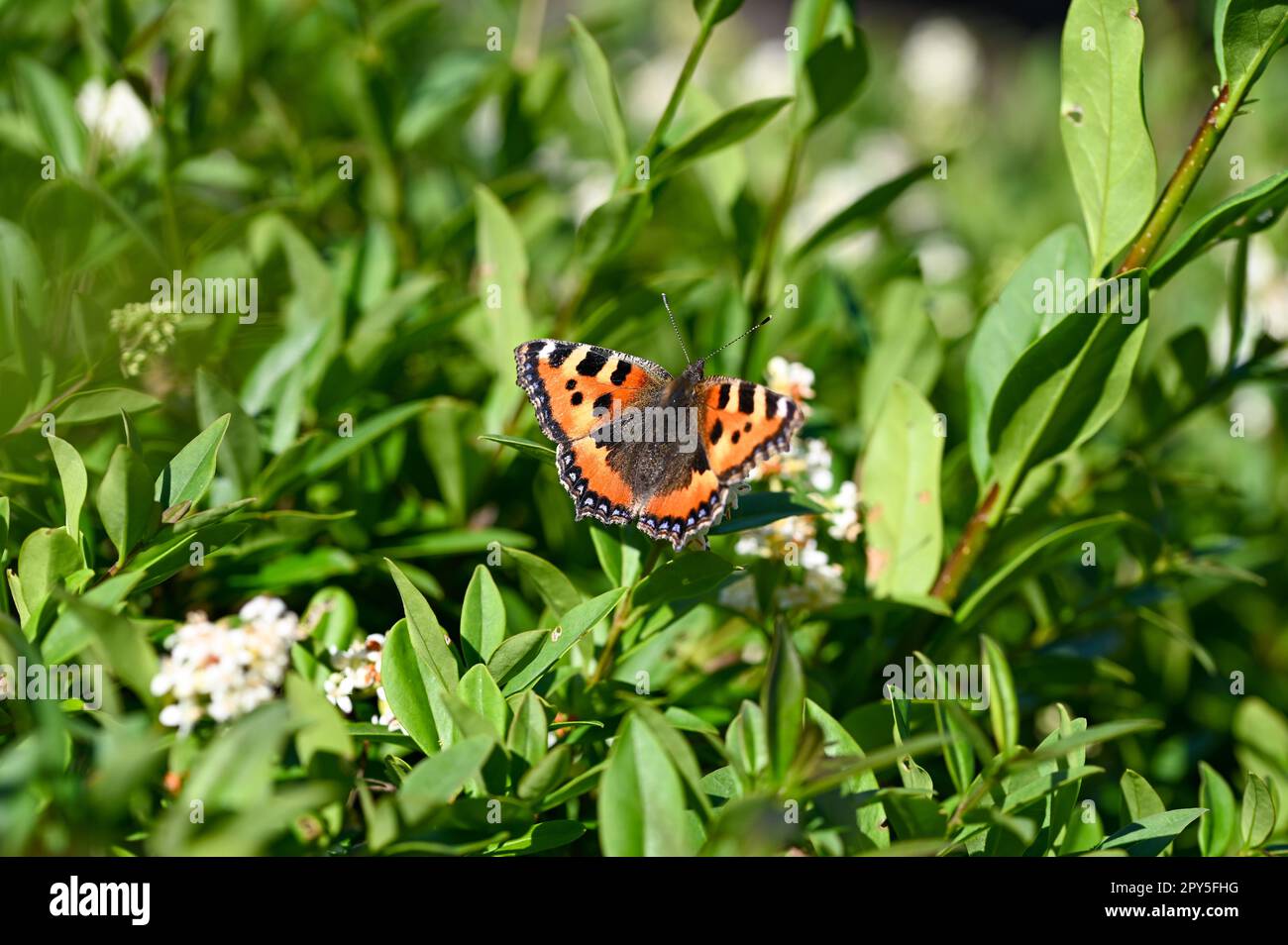 Py Butterfly Little tortoiseshell butterfly on plant in nature Stock Photo - Alamy