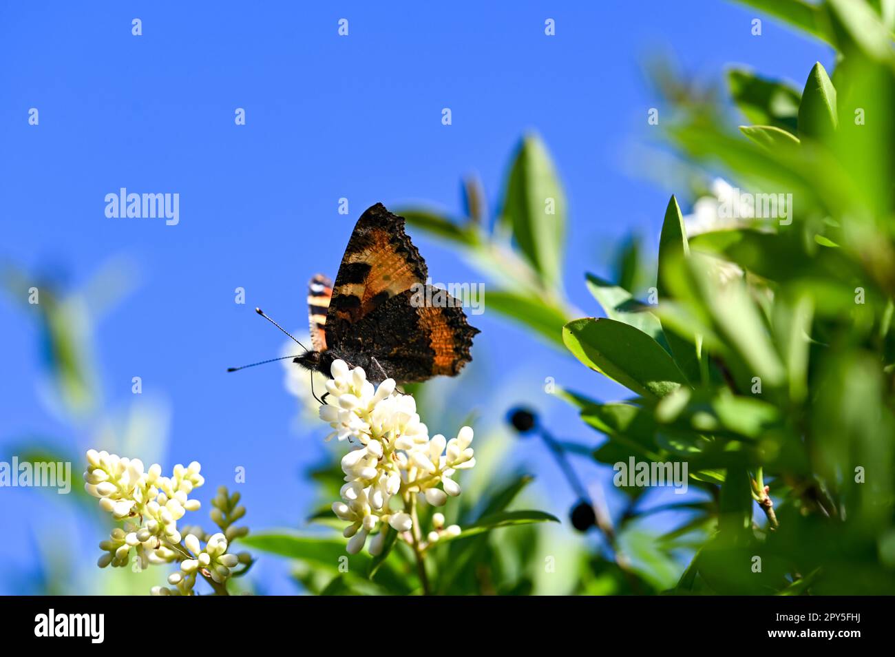 Little tortoiseshell butterfly on plant in nature with blue sky Stock Photo