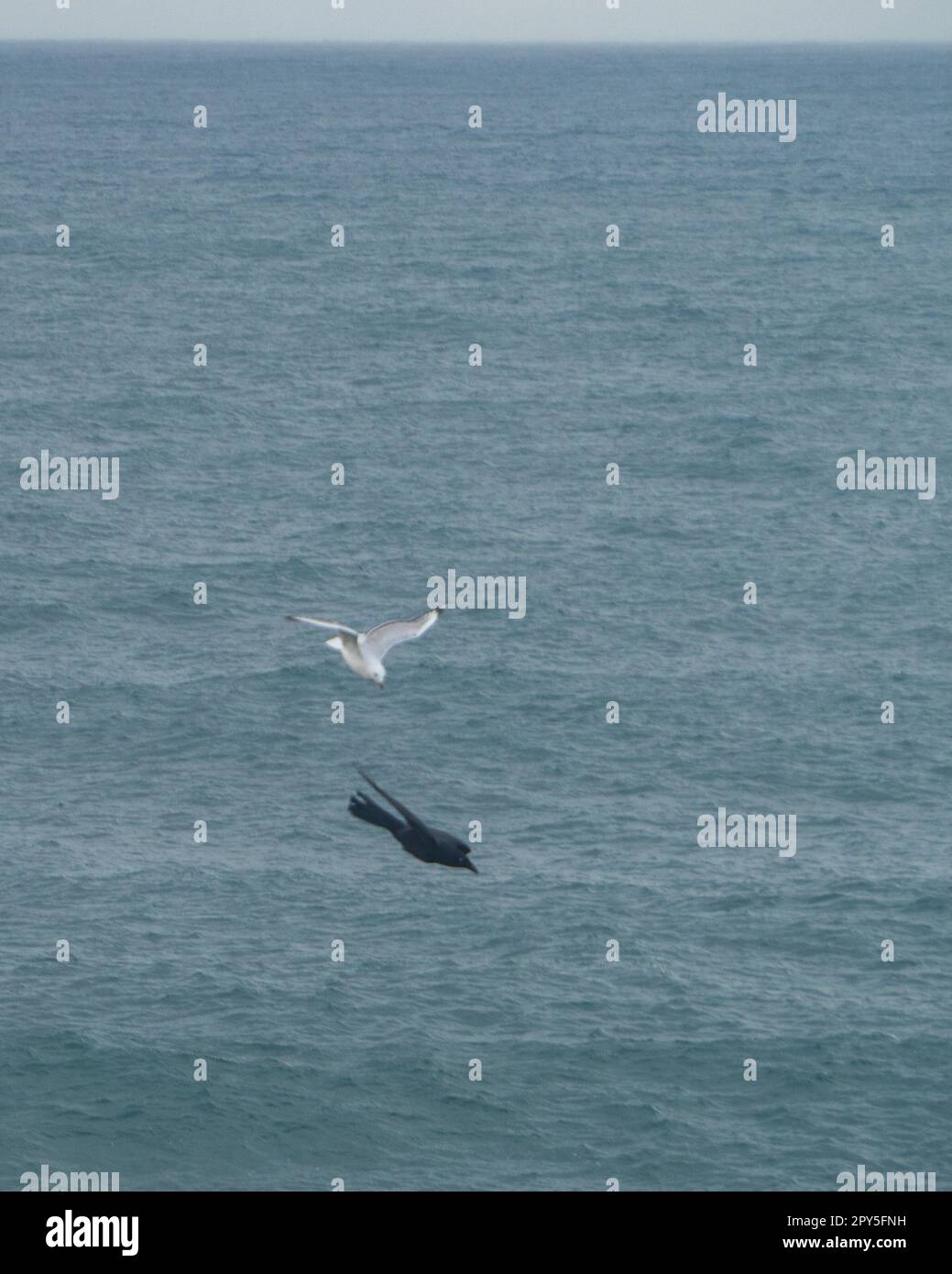 A black feathered Australian Raven or crow, wings spread, in a mid flight battle with a seagull