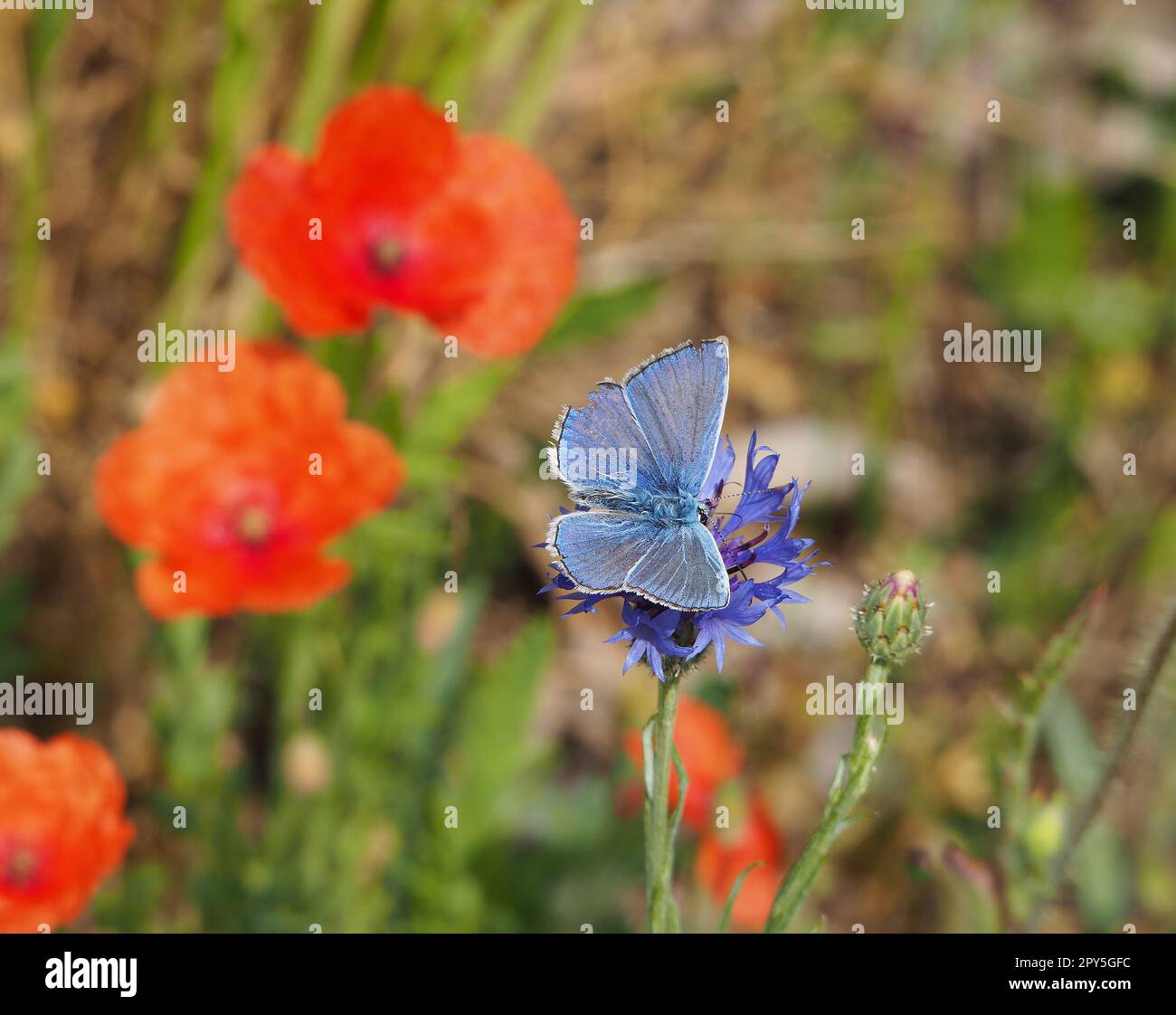Py Butterfly Butterfly sitting on a cornflower Stock Photo - Alamy