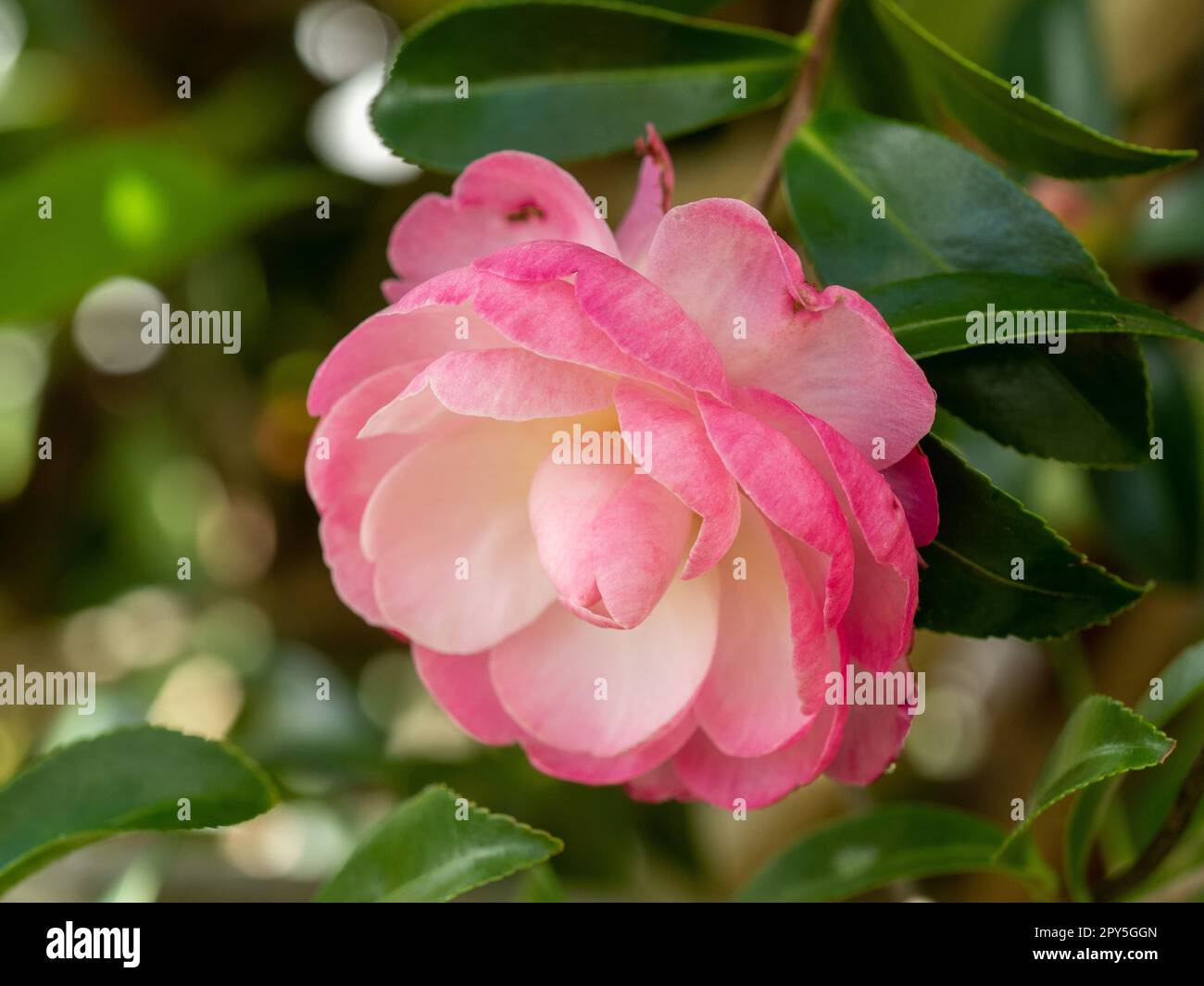 Flowers in the garden, Camellia sasanqua Paradise Blush flower, pretty pale to dark pink petals and green leaves Stock Photo