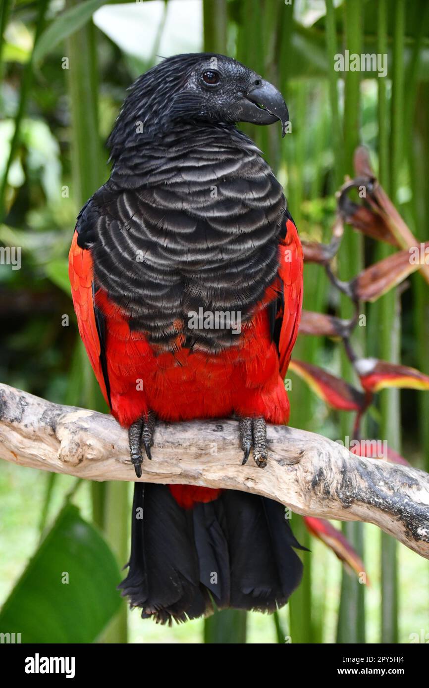 Pesquet's parrot Stock Photo
