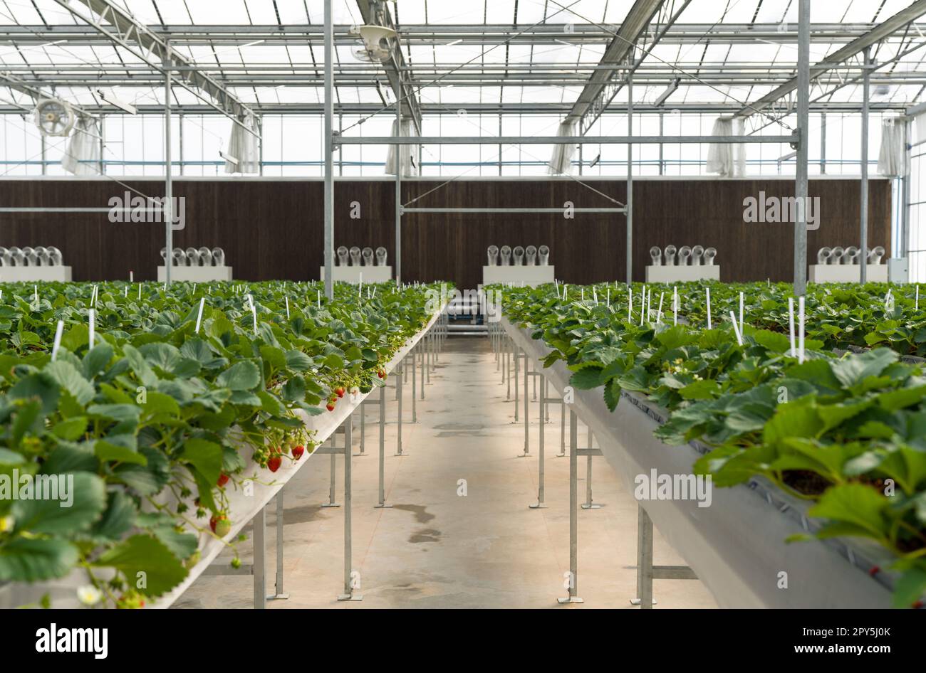 Japanese Strawberry planting in seed tray. Modern agriculture growing