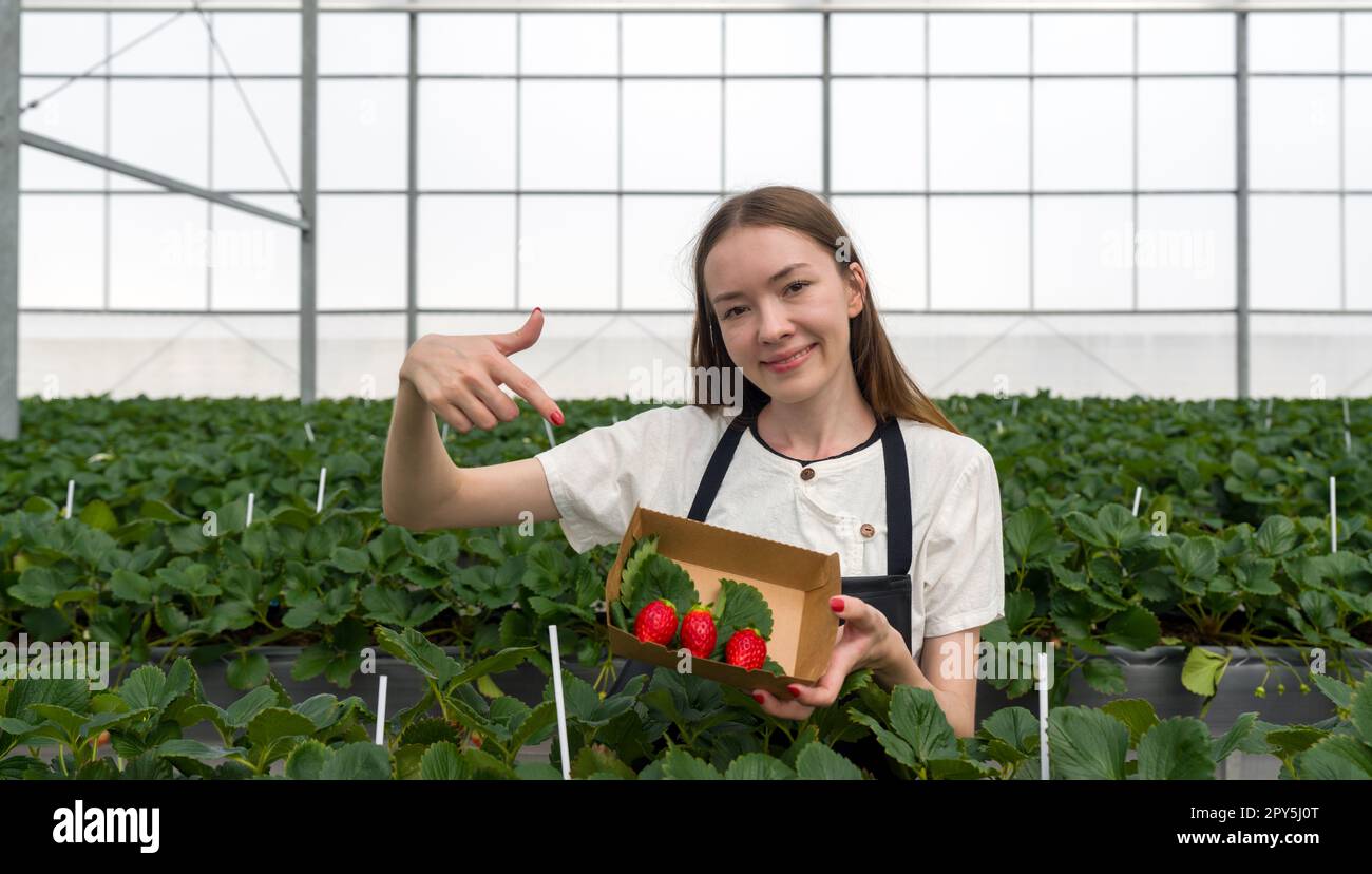 Young female tourists in apron pointing finger at Japanese strawberries picked fresh from the garden. Fragrant, sweet, big, juicy, satisfying taste while visiting the indoor farm. Stock Photo