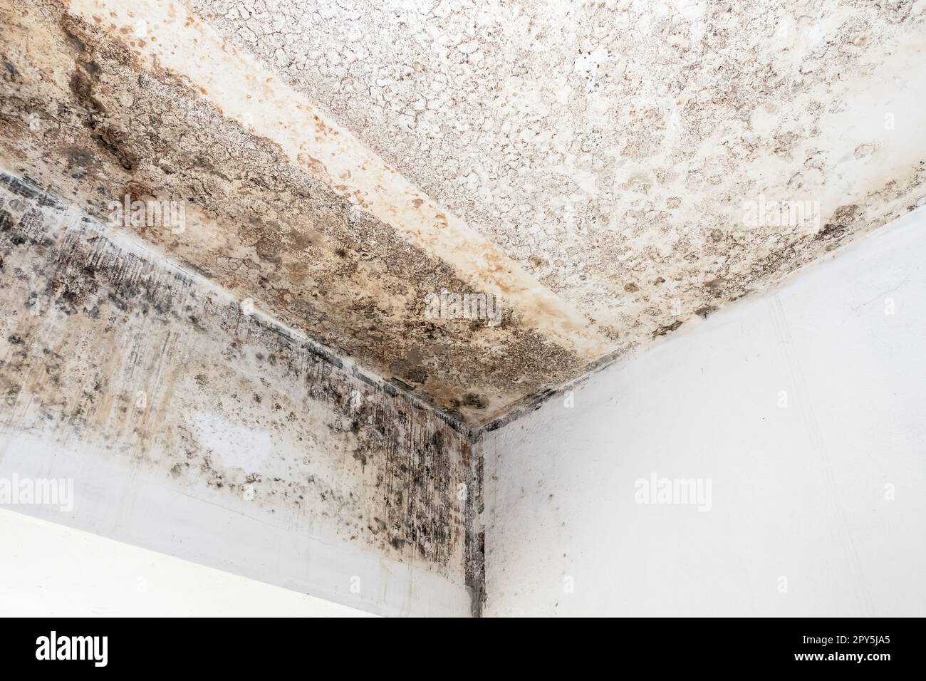 Mold fungus on ceiling and wall Stock Photo - Alamy