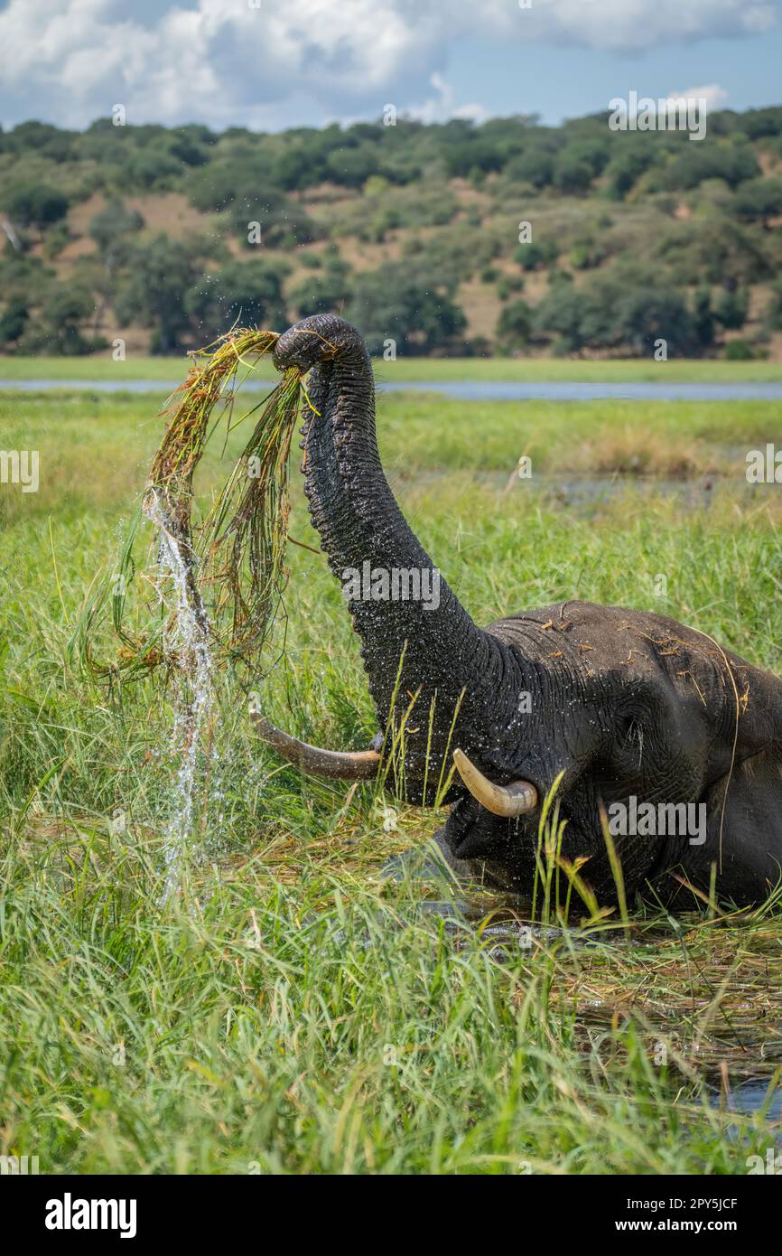 Close-up of African bush elephant raising grass Stock Photo - Alamy