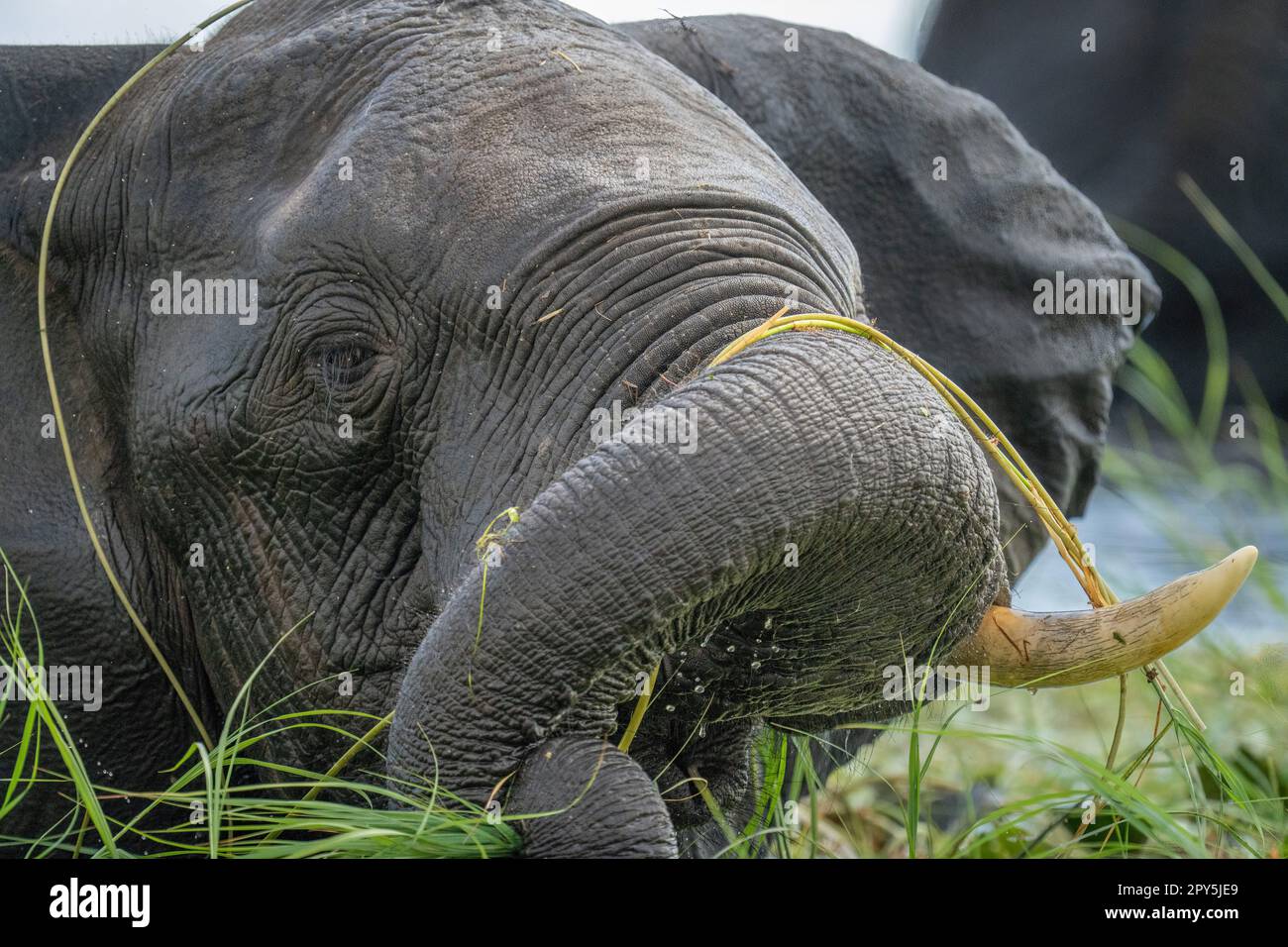 Close-up of African bush elephant twisting trunk Stock Photo