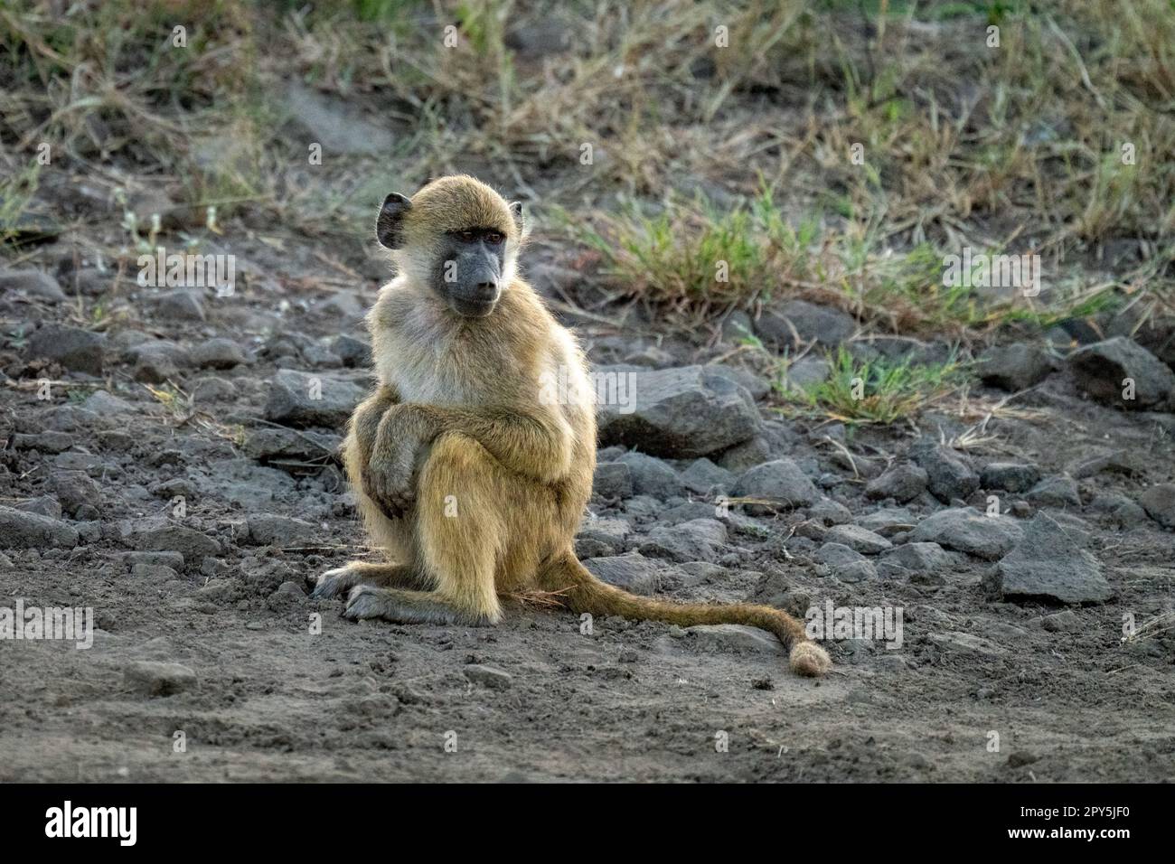 Chacma baboon sits resting paws on knees Stock Photo