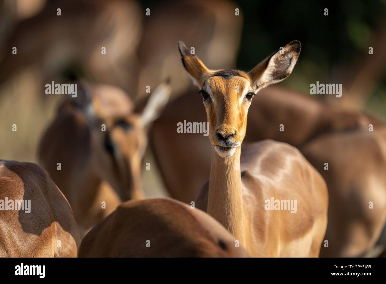 Close-up of common impala facing towards camera Stock Photo