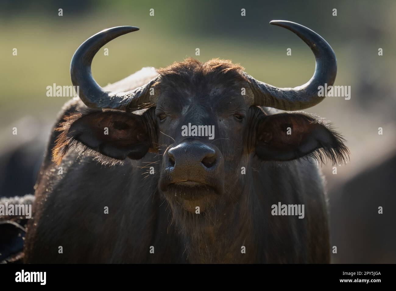Close-up of Cape buffalo staring toward camera Stock Photo