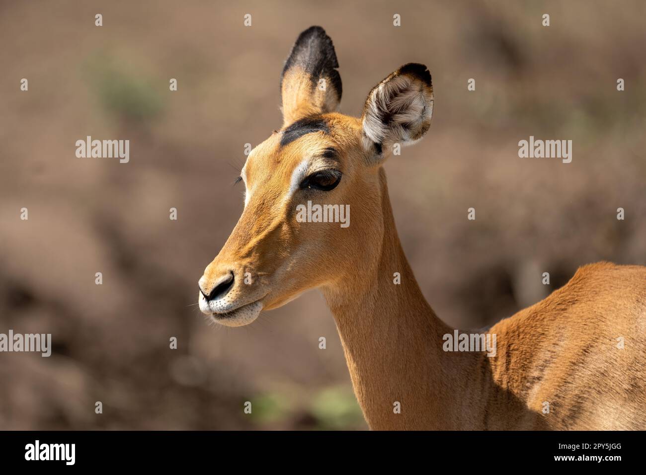 Cocking An Ear Hi res Stock Photography And Images Alamy Cocking An Ear Hi res Stock Photography And Images Alamy