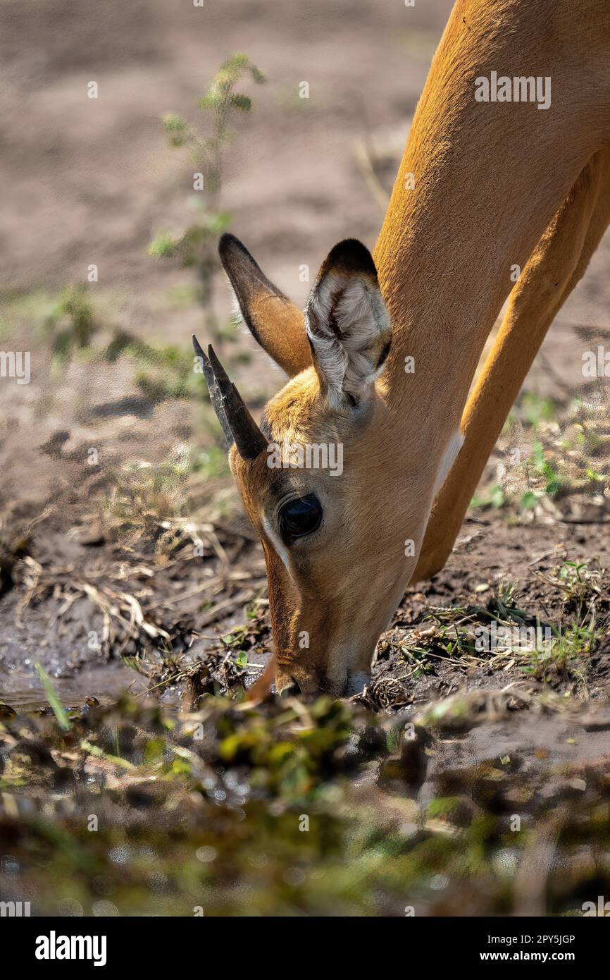 Close-up of female common impala eating weeds Stock Photo