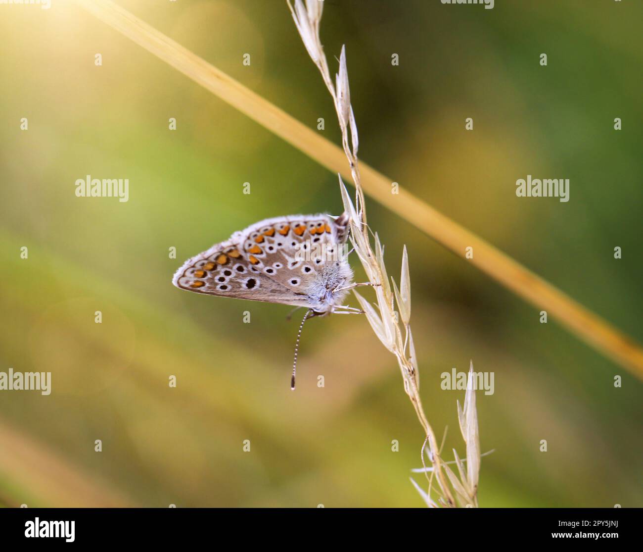 A blue butterfly on a grass plant. There are many species of blue