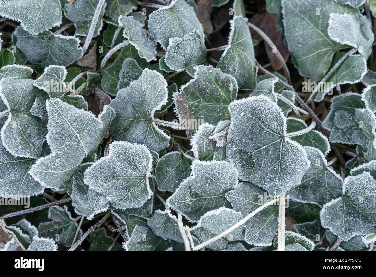 Close-up of ivy leaves with hoarfrost Stock Photo