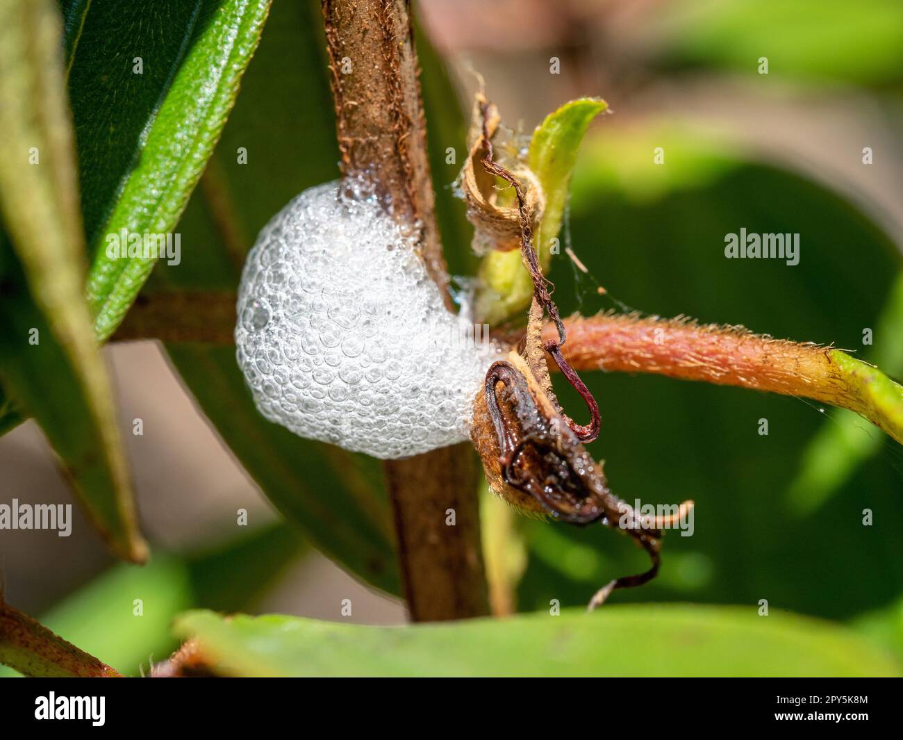 Foamy bubbles of the spittle bug on a Tibouchina plant, It’s believed that Spittle provides protection by reducing dehydration and deterring parasites Stock Photo