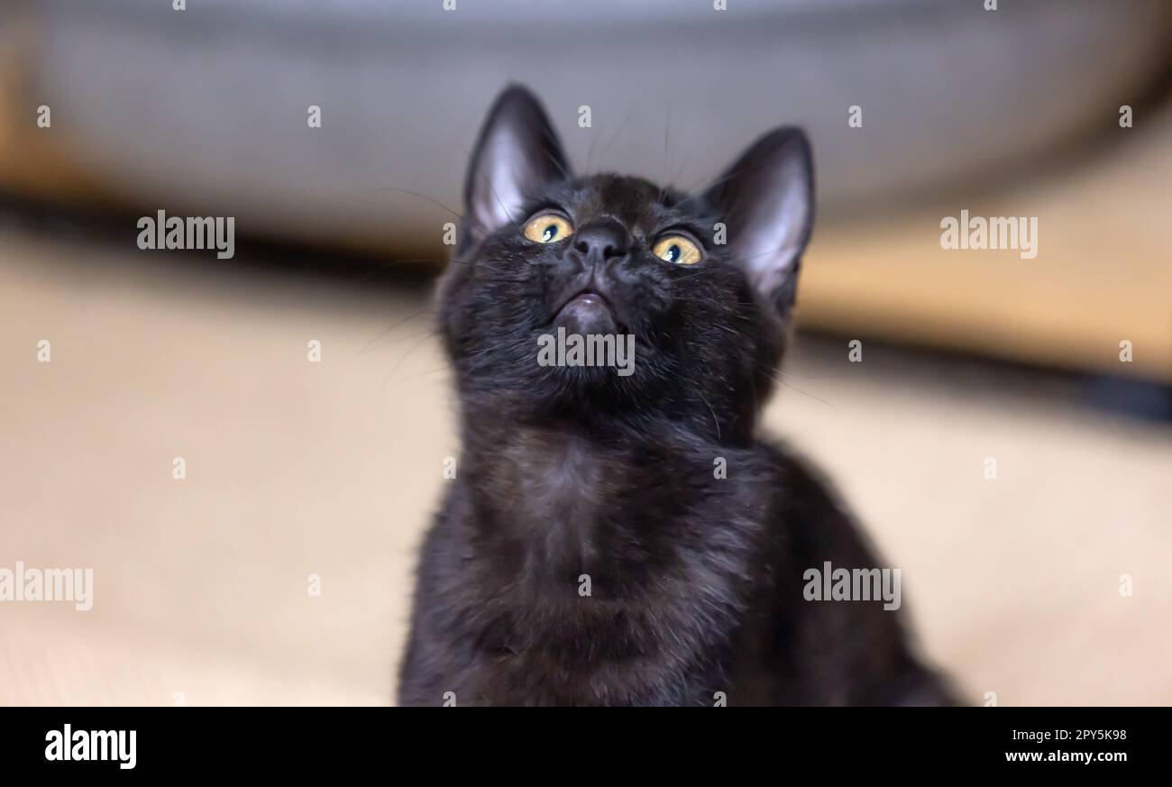 Portrait from beautiful black baby Kitten. Stock Photo