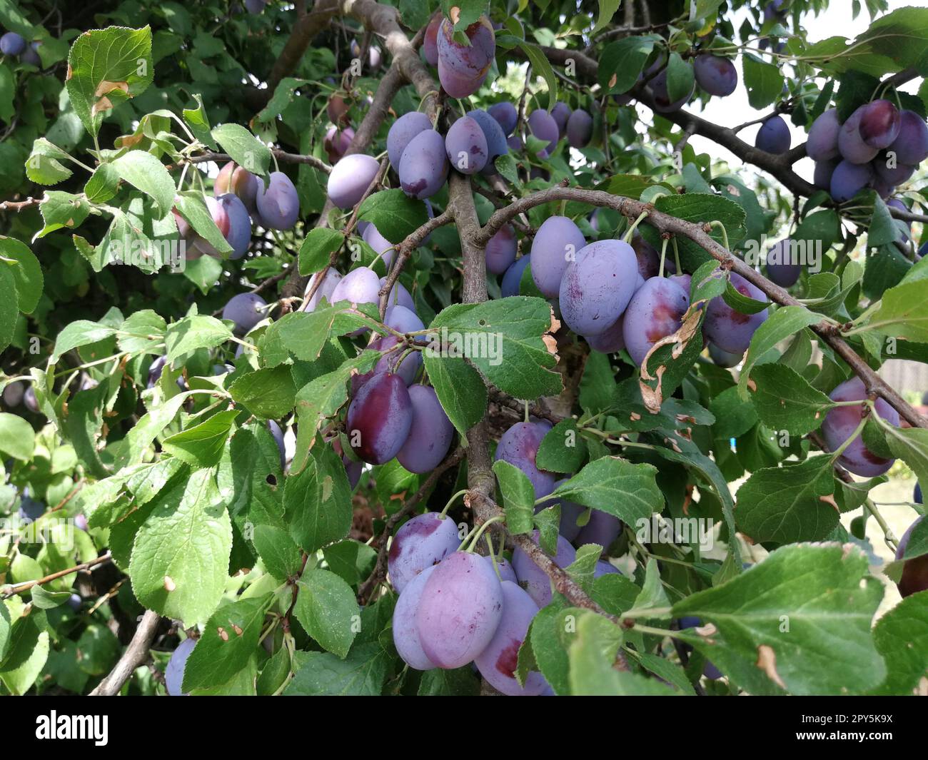 Delicious organic plums on a branch in detail. Stock Photo
