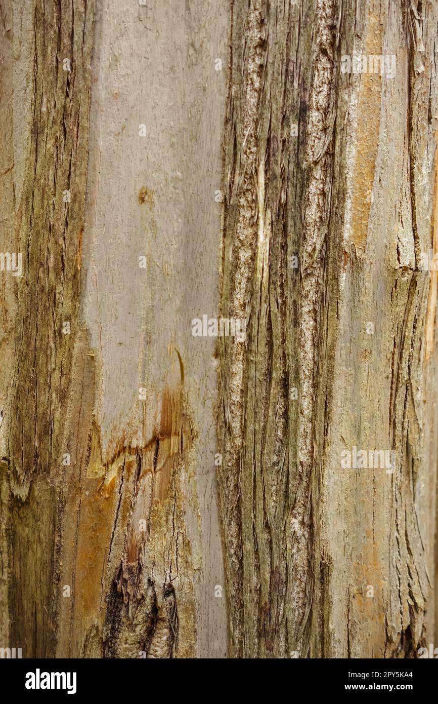 Eucalyptus wood texture Stock Photo Alamy