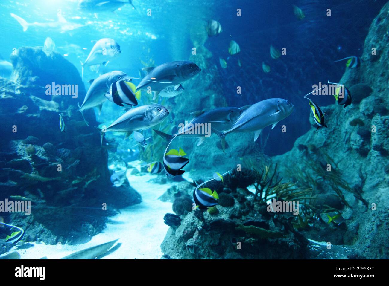 Marine ecosystem with tropical fish and reef in the deep sea Stock Photo