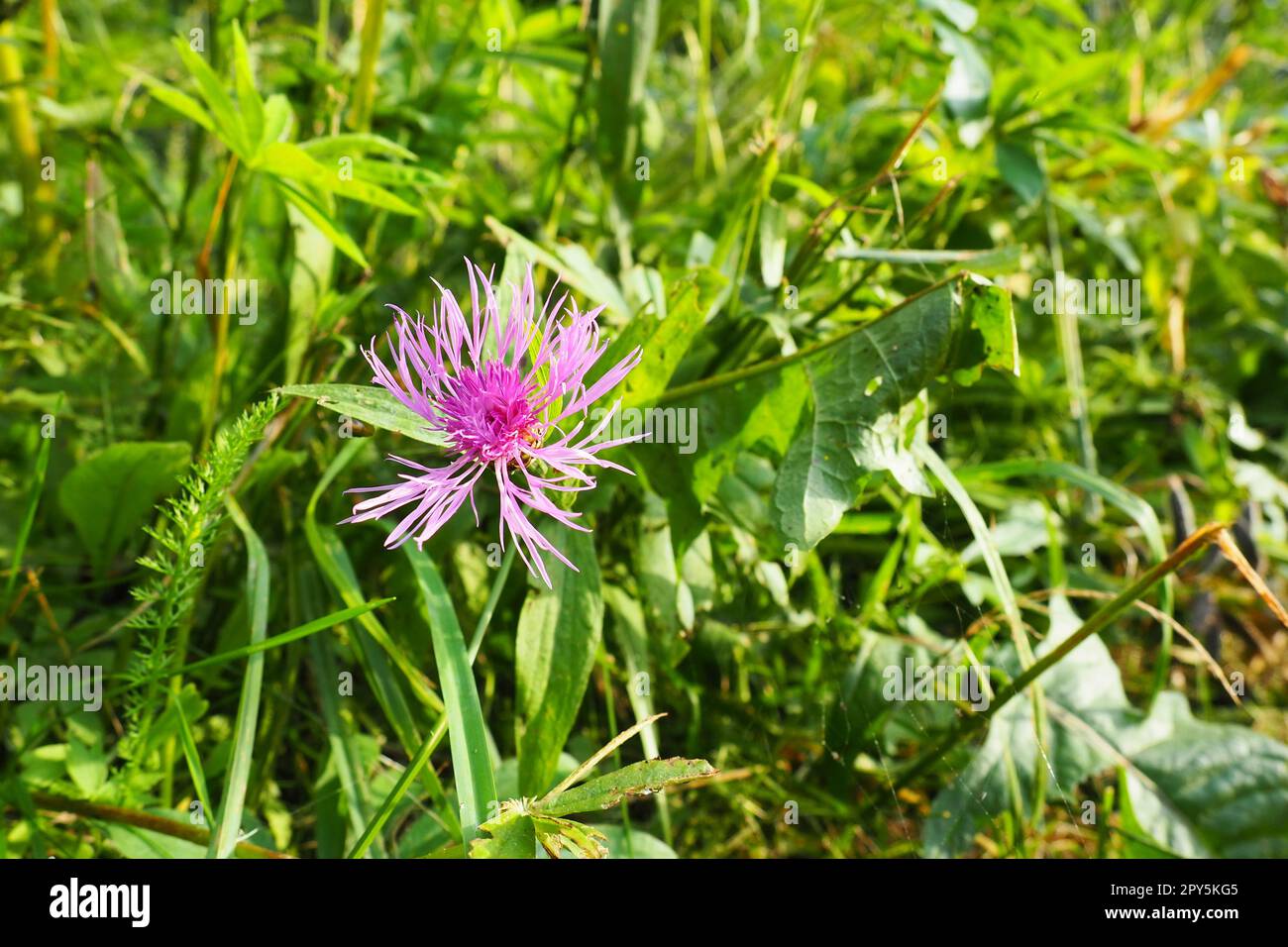 Meadow cornflower Centaurea jacea is a field weed plant, a species of the genus Cornflower of the family Asteraceae, or Compositae. Grows in meadows and forest edges. Violet elegant flower. Karelia Stock Photo
