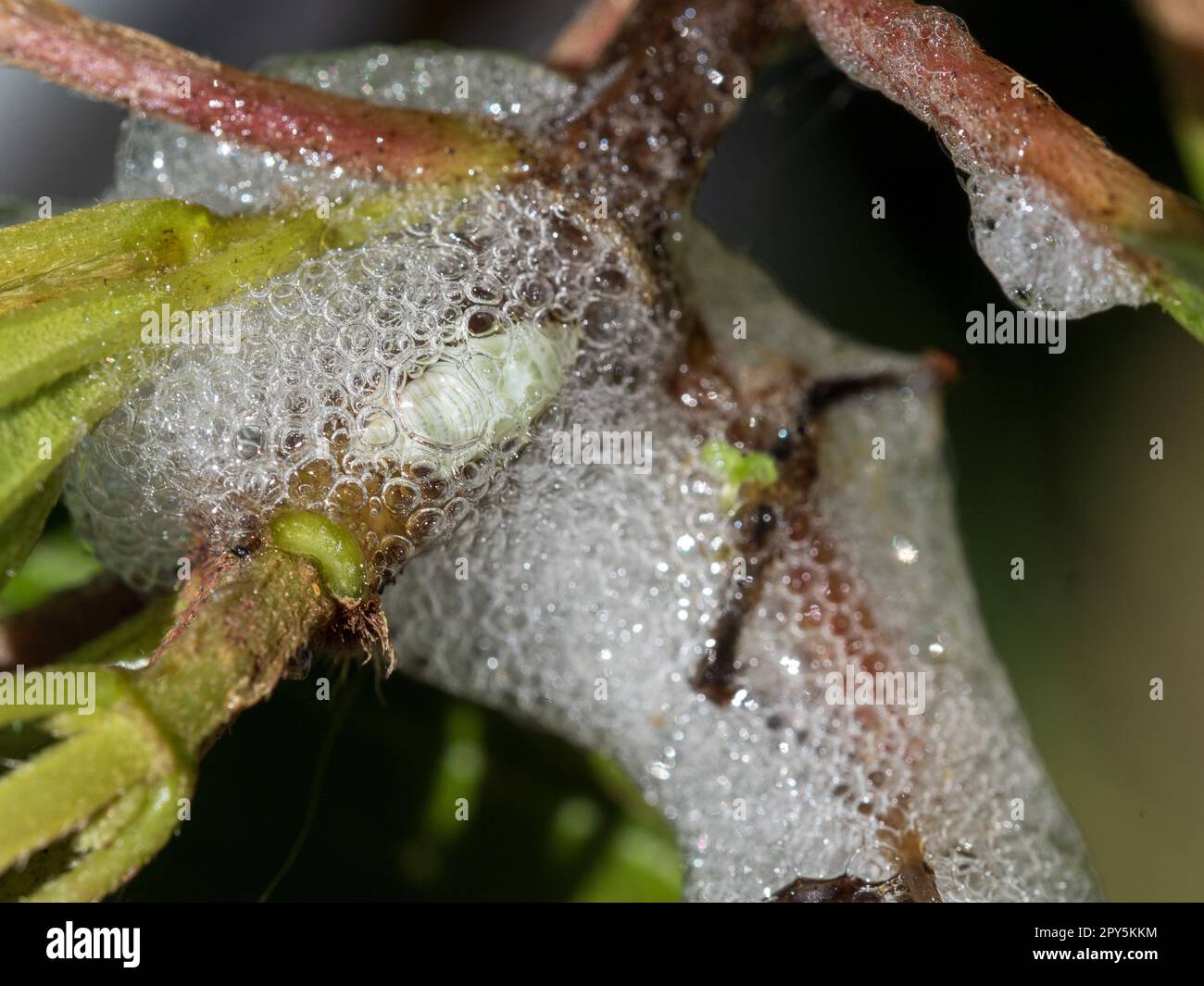 Foamy bubbles of the spittle bug nymph on a Tibouchina plant Stock Photo