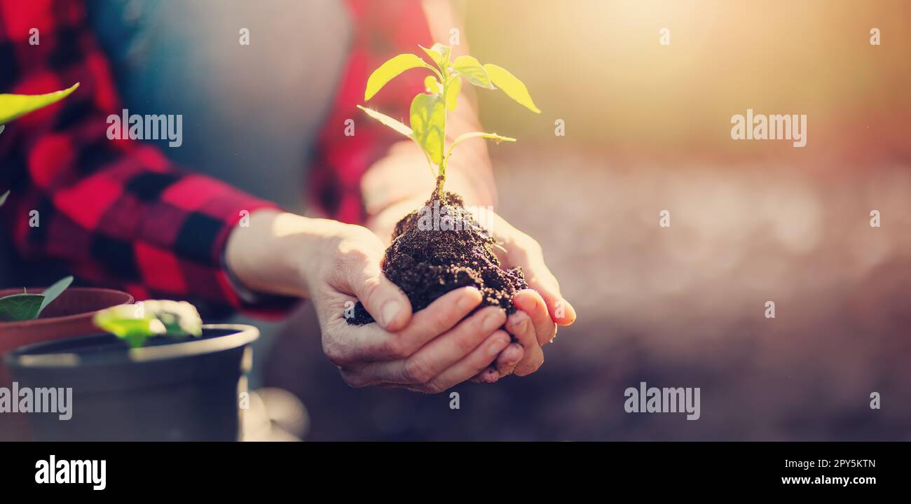 Gardner holding in her hands a young sprout of vegetable. Stock Photo