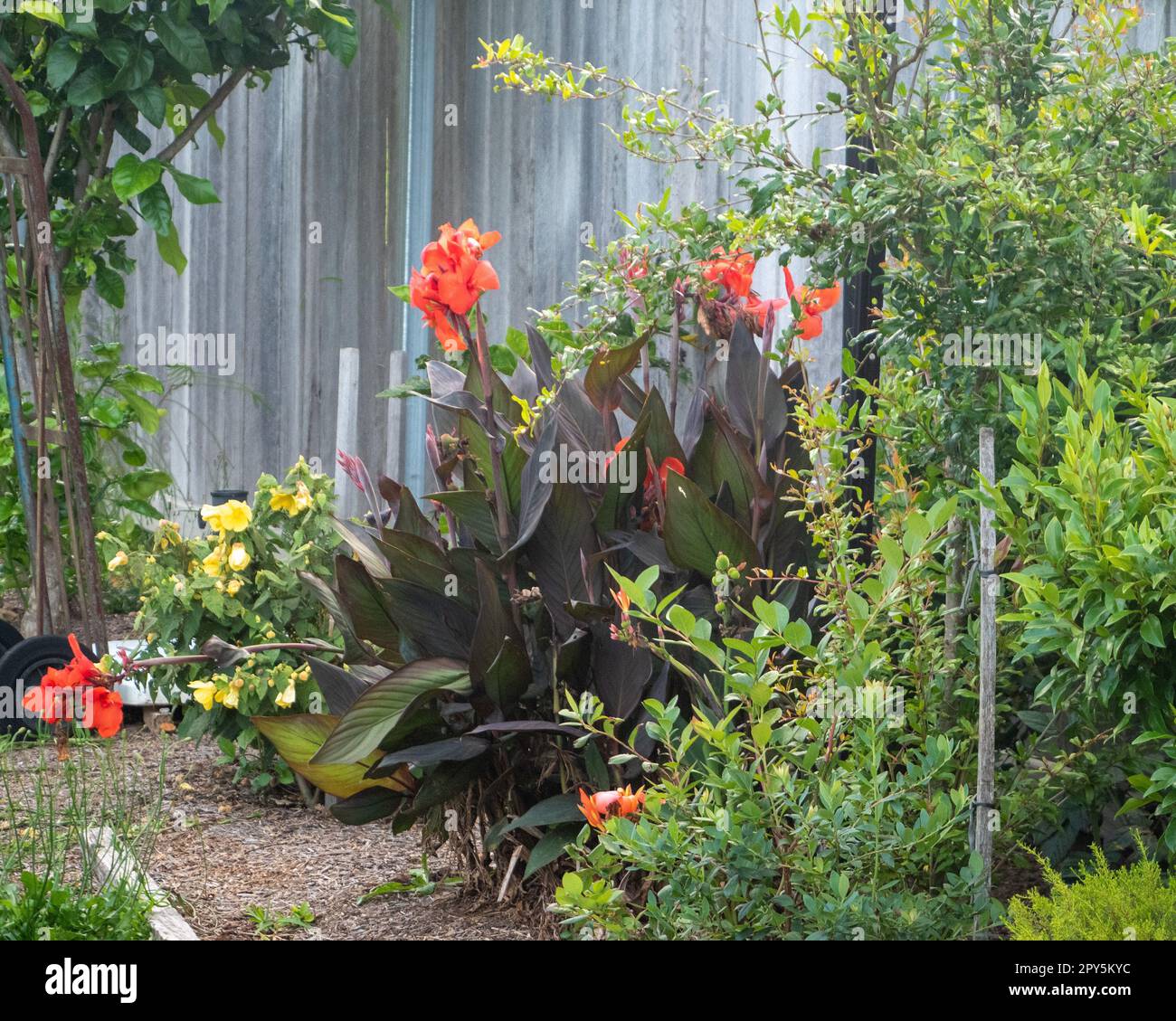 Messy garden australia hi-res stock photography and images - Alamy