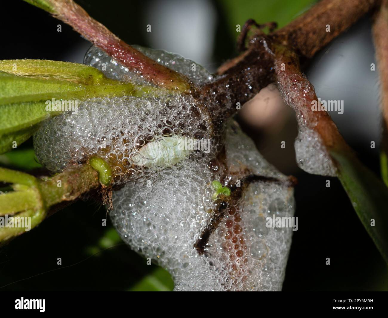 Foamy bubbles of the spittle bug nymph on a Tibouchina plant Stock Photo