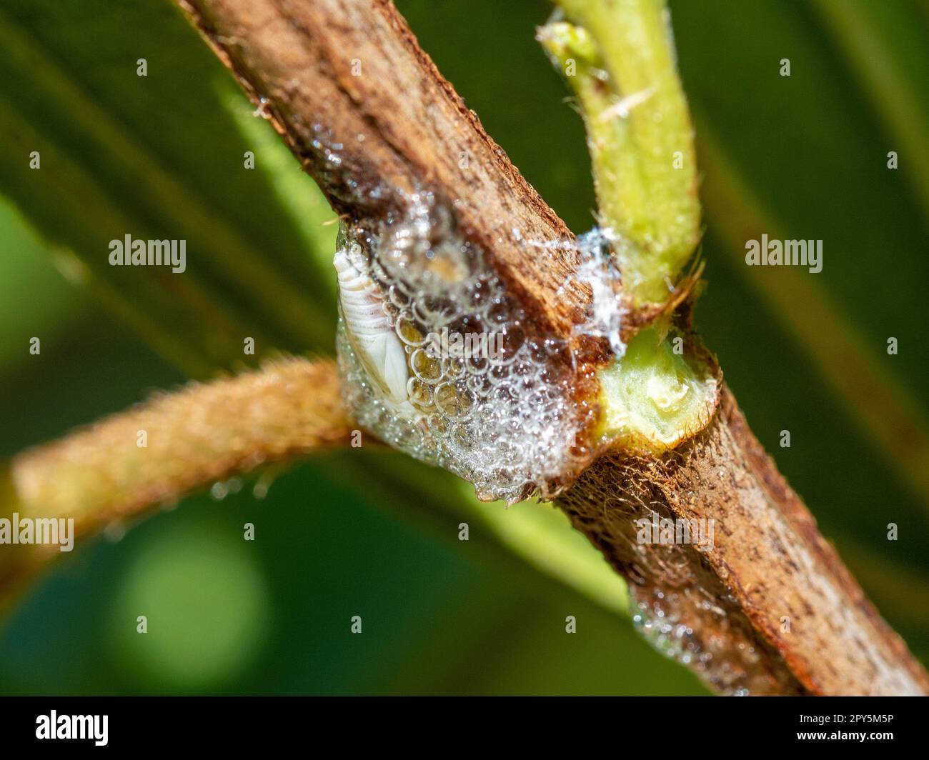 Foamy bubbles of the spittle bug nymph on a Tibouchina plant Stock