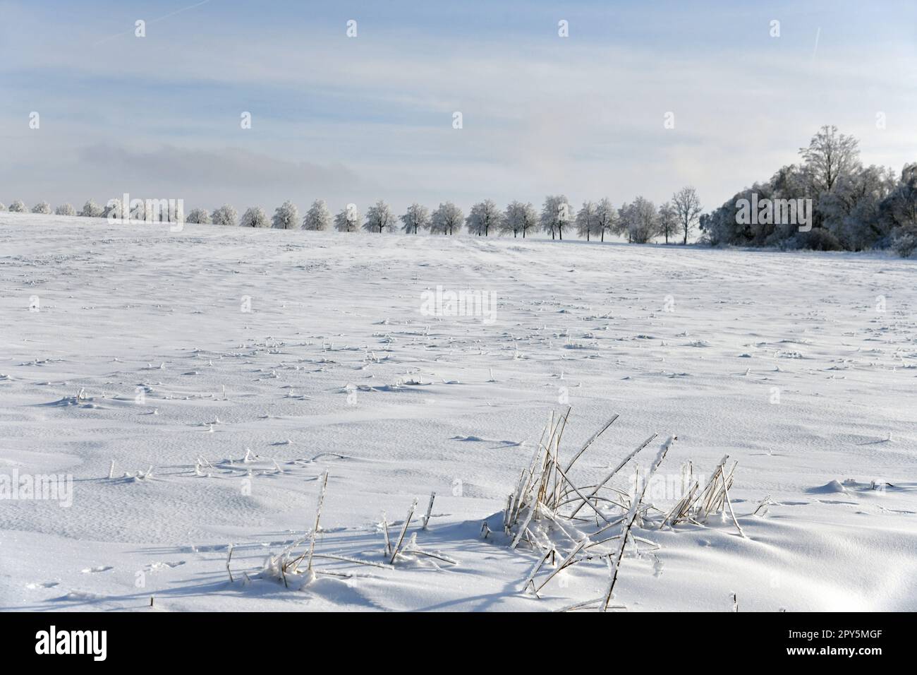 Winter landscape with snowy trees Stock Photo - Alamy