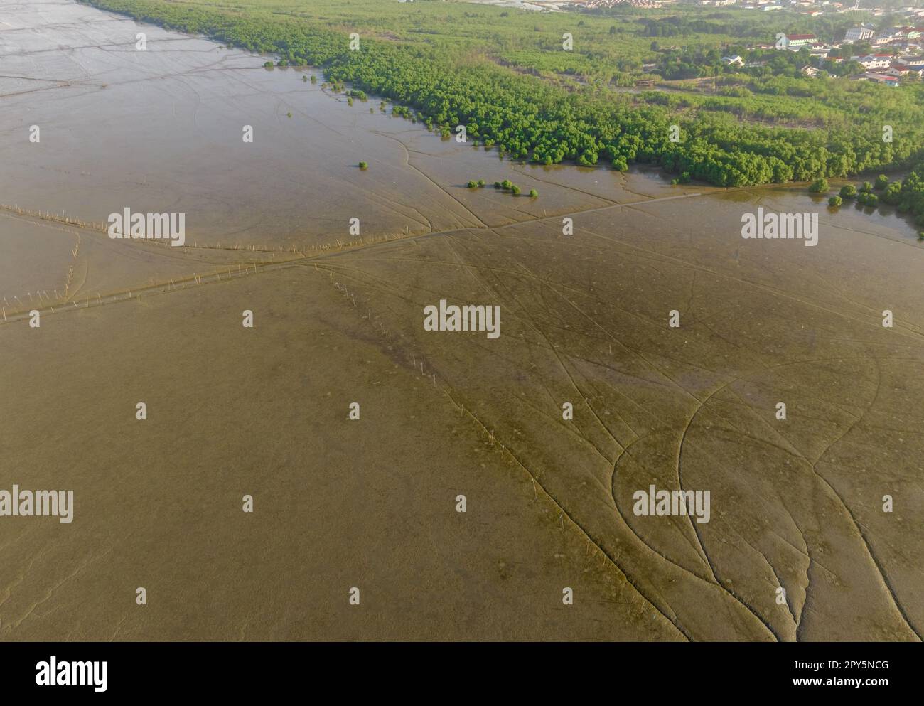 Green mangrove forest with morning sunlight. Mangrove ecosystem. Natural carbon sinks. Mangroves capture CO2 from the atmosphere. Blue carbon ecosystems. Mangroves absorb carbon dioxide emissions. Stock Photo