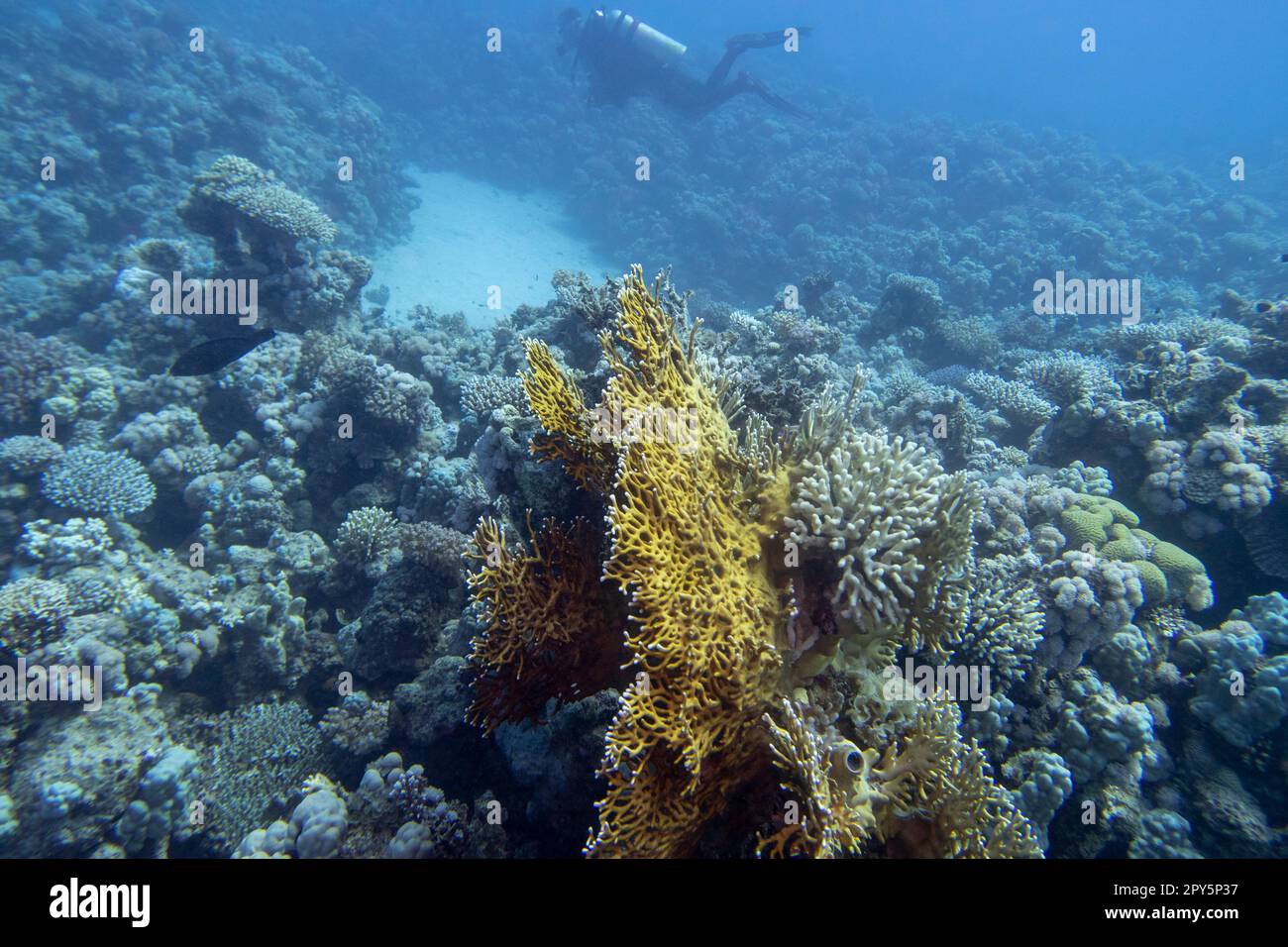 Single scuba diver with the equipment over colorful coral reef on the bottom of tropical sea at great depth, underwater landcape Stock Photo