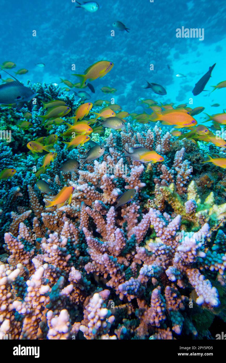 Coral reef with Acropora coral and fishes Anthias at sandy bottom of tropical sea, underwater lanscape Stock Photo