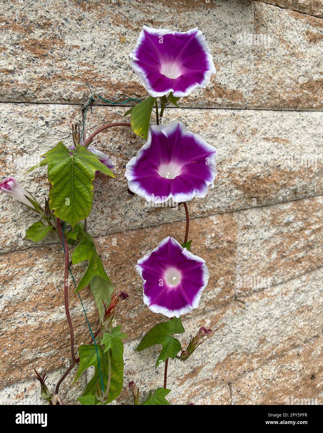 Tricolour morning glory,Ipomoea,tricolor Stock Photo