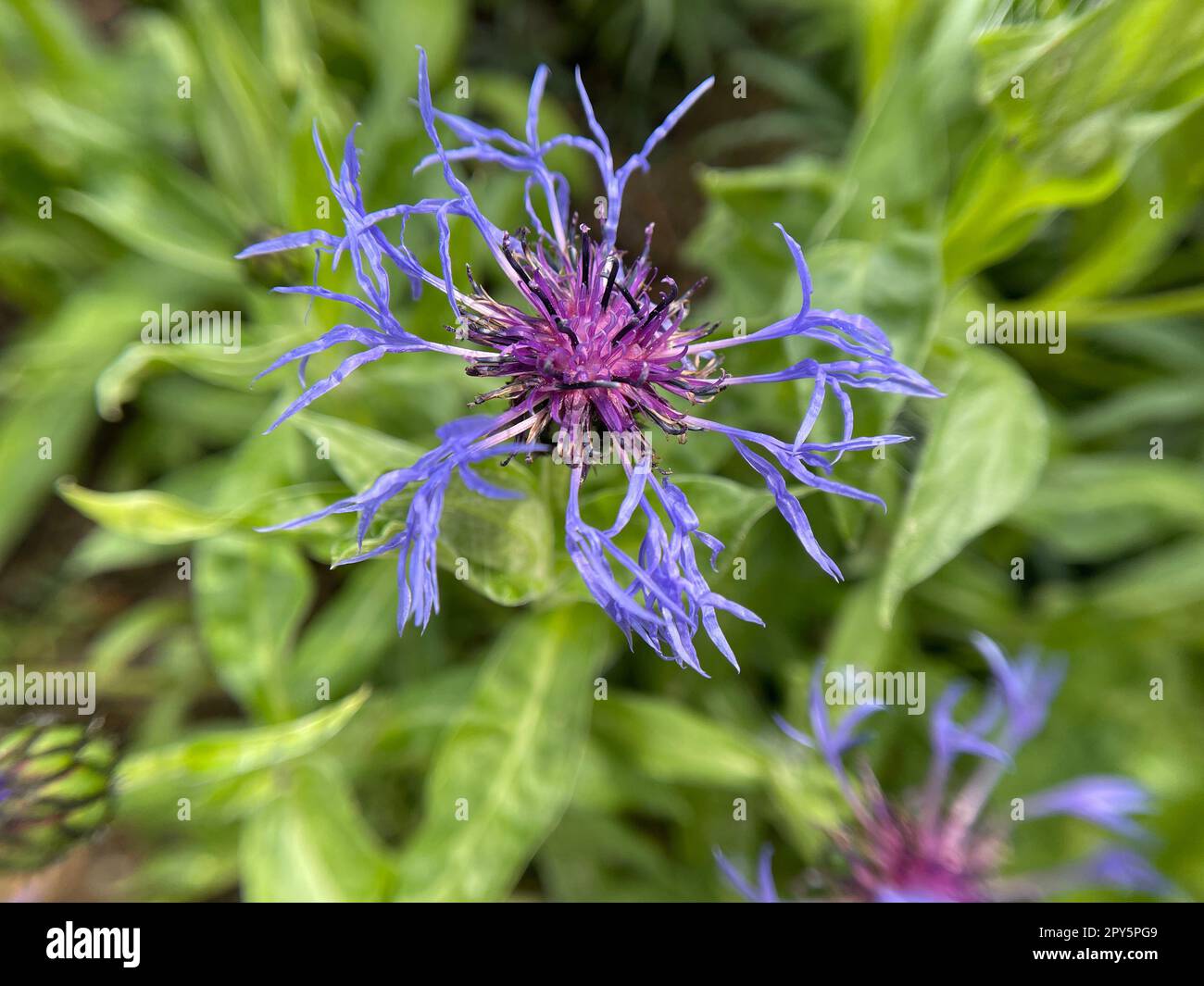 Mountain Flakeflower,Centaurea,montana Stock Photo