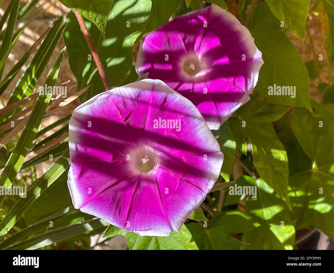 Tricolour morning glory,Ipomoea,tricolor Stock Photo