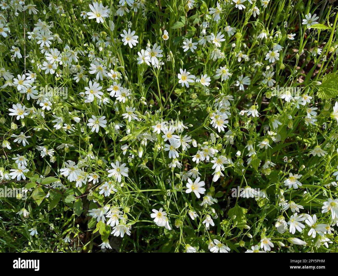 Field hornwort,Cerastium arvense Stock Photo