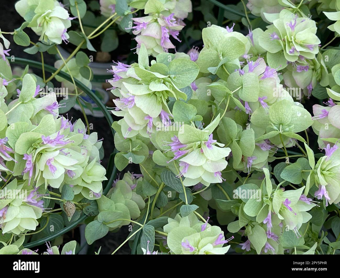 Hopfenoregano,Origanum rotundifolium Stock Photo