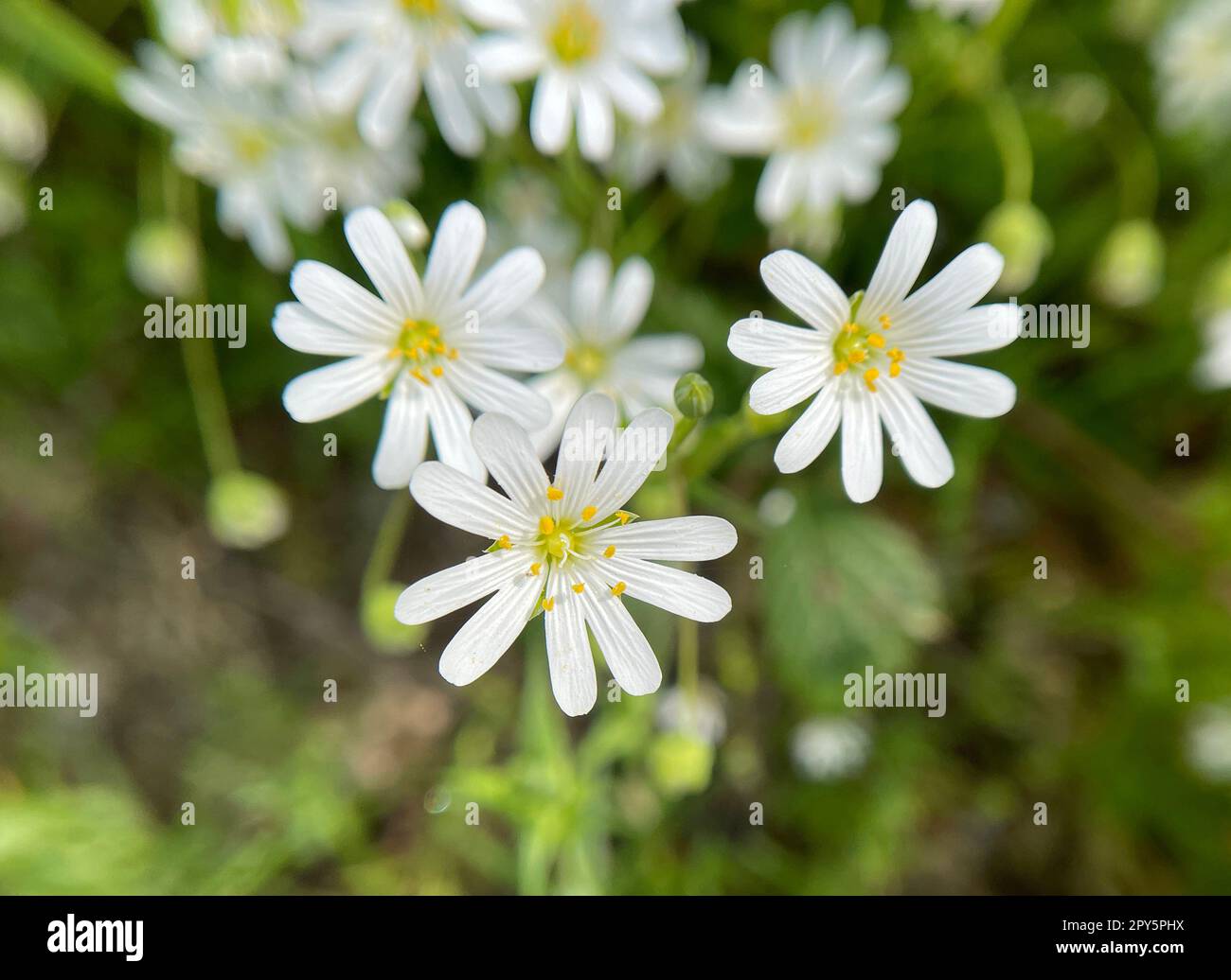 Field hornwort,Cerastium arvense Stock Photo
