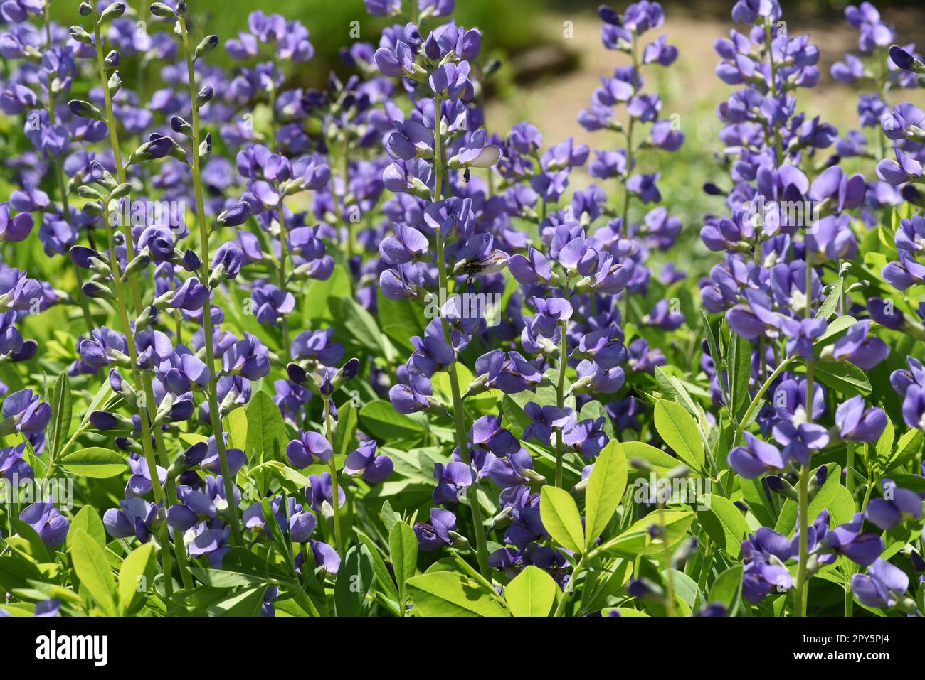 Faerberhuelse, Baptisia tinctoria, ist eine wichtige Heilpflanze mit