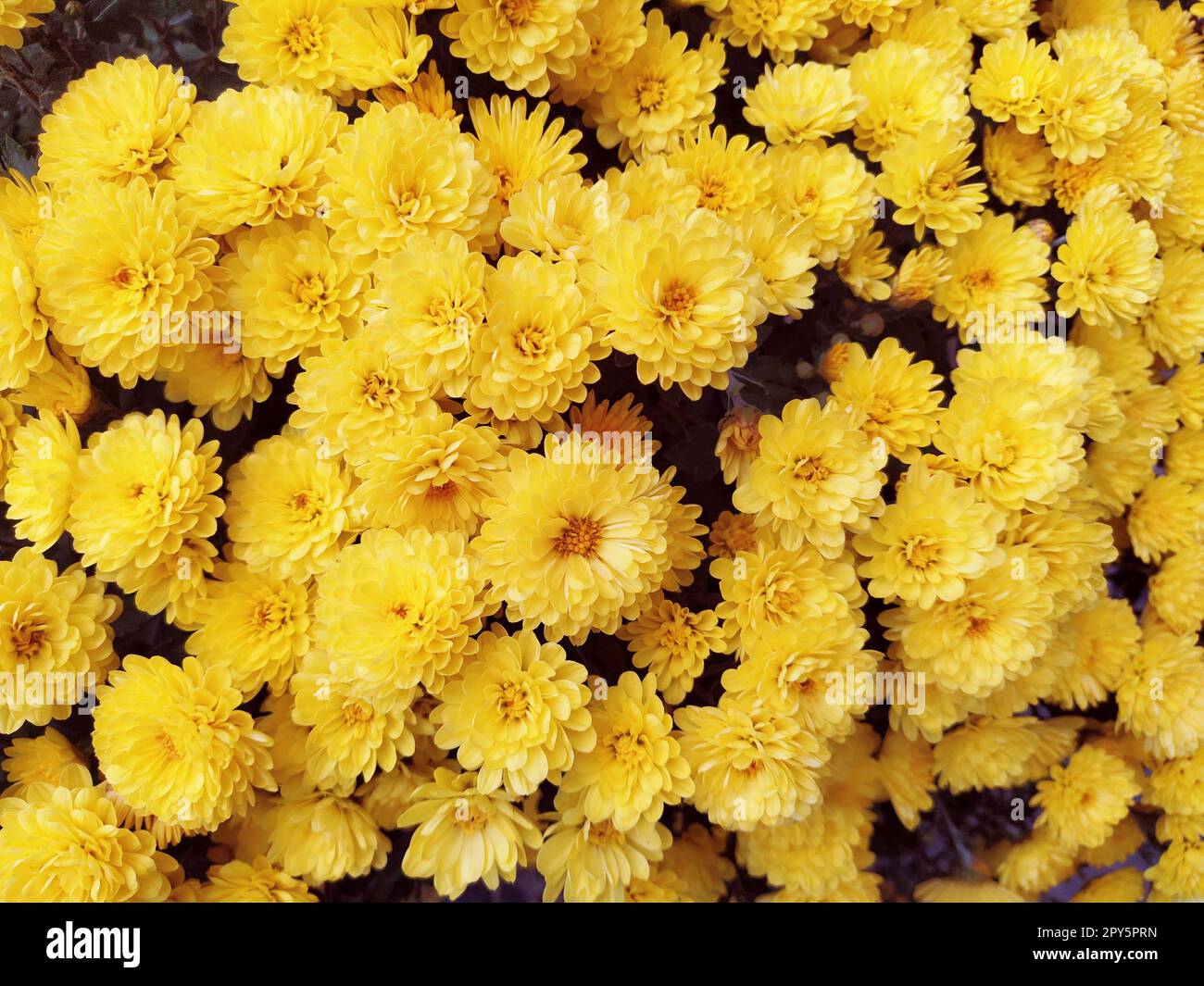 Chrysanthemums of yellow color in a bouquet. Close-up. Greeting card for wedding or birthday. Autumn flowers from the family Asteraceae or Dendranthema. Flower texture. Flower wall Stock Photo