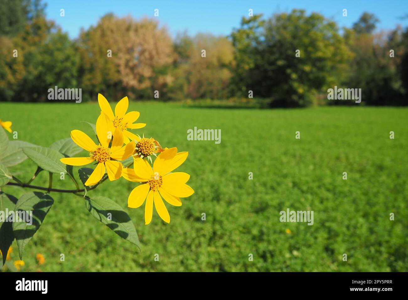 Jerusalem artichoke or tuberous sunflower, or ground pear Helianthus tuberosus is a species of perennial herbaceous tuberous plants of the genus Sunflower of the Asteraceae family. Yellow flowers. Stock Photo