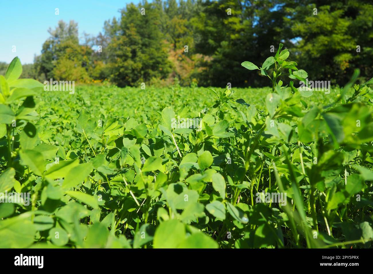 Field with green clover. Organized planting of clover. Clover Trifolium