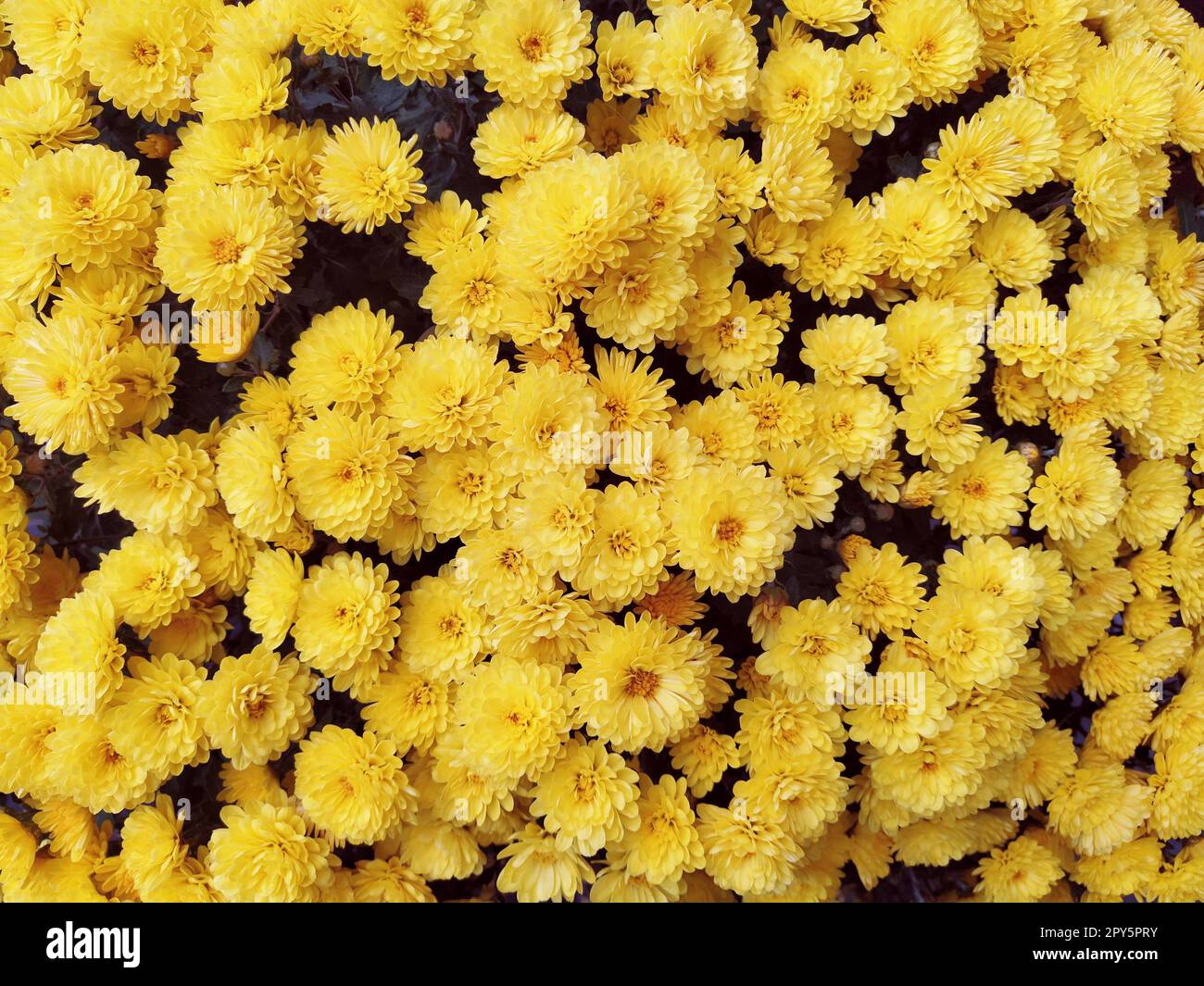Chrysanthemums of yellow color in a bouquet. Close-up. Greeting card for wedding or birthday. Autumn flowers from the family Asteraceae or Dendranthema. Flower texture. Flower wall Stock Photo